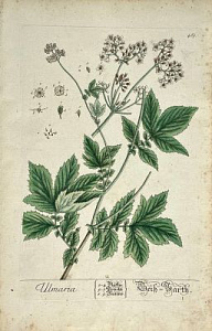 Лист из издания «Гербарий» ("А Curious Herbal"). Германия, 1760 г. Лист из издания «Гербарий» ("А Curious Herbal"). Германия, 1760 г.
