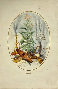 Taбак. Из серии "Живые цветы" ("Les Fleurs animees"). 1860 г. Taбак. Из серии "Живые цветы" ("Les Fleurs animees"). 1860 г.