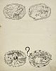 [Мир Искусства] Кустодиев Борис Михайлович (1878 - 1927) - Загадки. Иллюстрации для детского ...