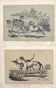 (М) Антуан Шарль Орас (Карл) Верне (1758 — 1836) - автор оригинала[Два листа] Собаки. Издатель Dupin, литография Maurin (Париж, 1850-е.)