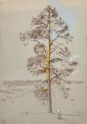 (М) Ноаров Андрей Игоревич (1977 г.р.) - Сосна в Ферапонтово. 2018 г. Бумага, пастель. 41,7 х ...