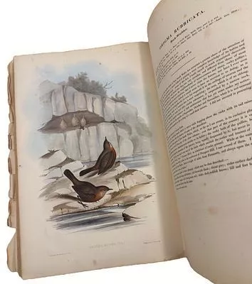 (П) [Тираж 250 экз.] “The Birds of Australia” (Птицы Австралии) Джон Гулд (John Gould, 1804–1881). Том 3 из 7, London, 1848 г. 97 илл.